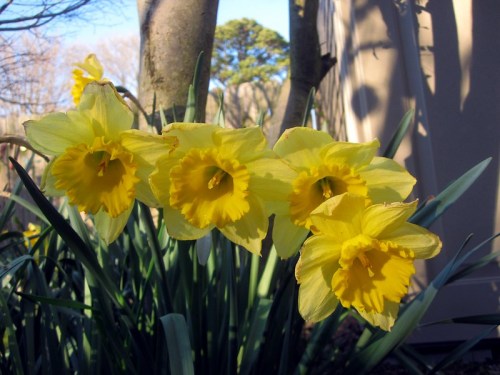 Four bright yellow daffodils bloom among green leaves, set against a blurred background of trees and a building.