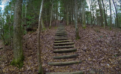 A winding wooden staircase leads up through a forest covered in fallen leaves. Trees surround the path.