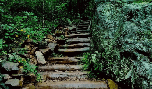A winding wooden staircase surrounded by lush greenery and rocky terrain in a forested area.