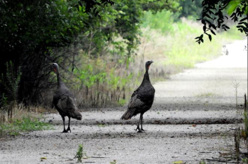 Two wild turkeys stand on a gravel path surrounded by greenery, with a blurred background of trees and a distant road.