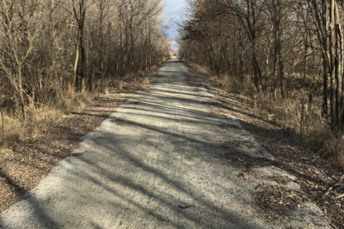 A gravel path lined with bare trees, leading into a distant, sunlit area. Shadows stretch across the ground.