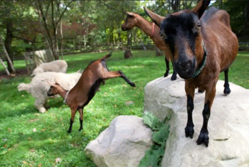 A group of goats and a sheep playfully interact in a grassy area with rocks and trees in the background.