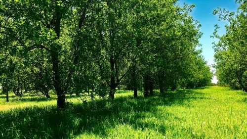 Lush green trees line a grassy path under a clear blue sky, creating a serene natural landscape.