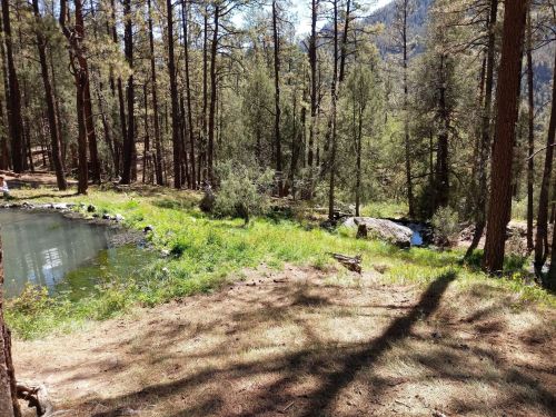 A serene forest scene with tall trees, a small pond, and lush green grass under bright sunlight.
