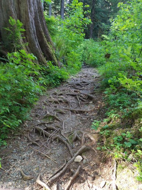 A narrow forest path lined with green foliage and exposed tree roots, leading through a lush, wooded area.