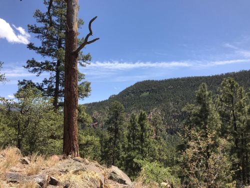 A scenic view of a forested landscape with tall trees and a distant mountain under a clear blue sky.