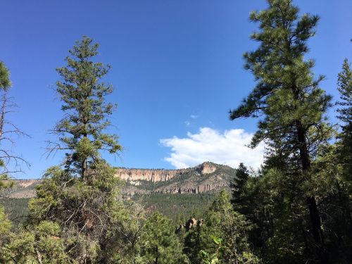 A scenic view of tall trees with a rocky mountain and blue sky in the background.