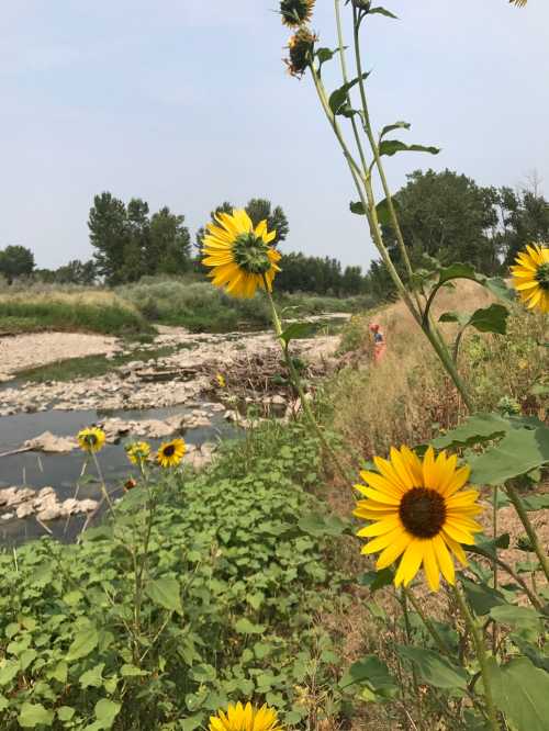 A field of sunflowers beside a riverbank, with lush greenery and a person in the background enjoying the scenery.