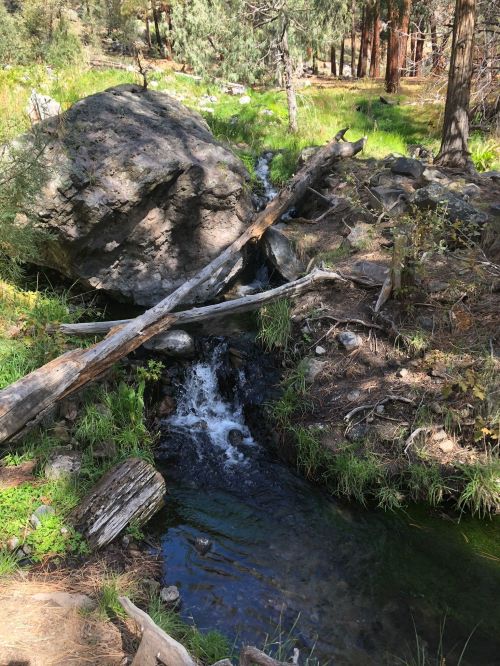 A serene forest scene featuring a small stream flowing over rocks, surrounded by greenery and tall trees.