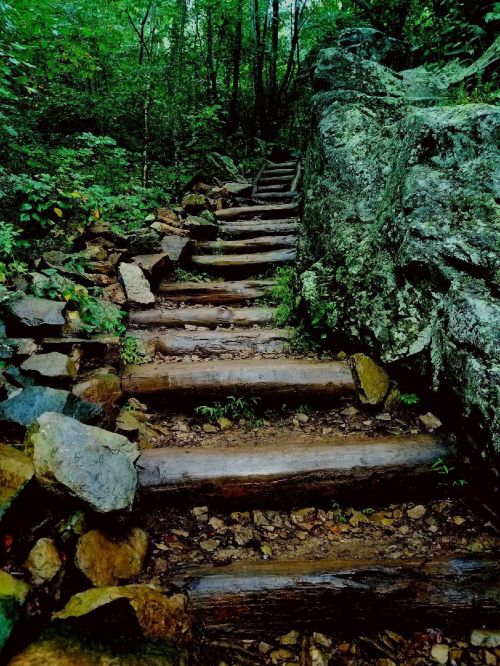 A winding trail of wooden steps surrounded by lush greenery and rocky terrain in a forested area.