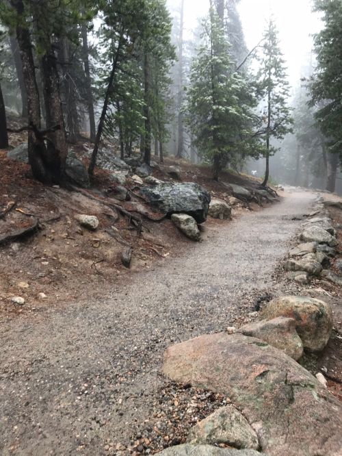 A winding gravel path through a misty forest, surrounded by tall trees and scattered rocks.