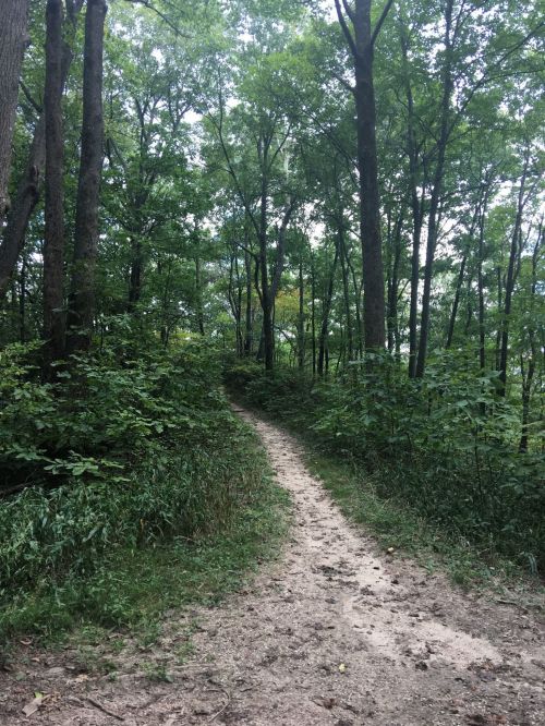 A winding dirt path through a lush green forest with tall trees on either side.