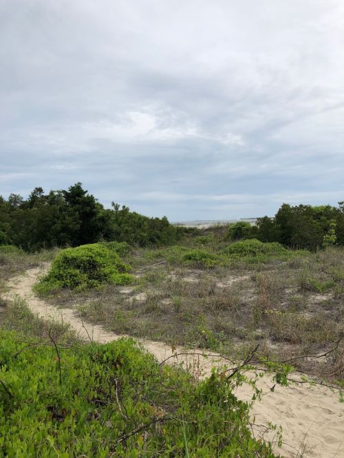 A sandy path winds through green shrubs and grass, leading to a cloudy sky and distant water.