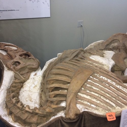 Fossilized remains of a large marine creature displayed in a museum, showcasing its skeletal structure.
