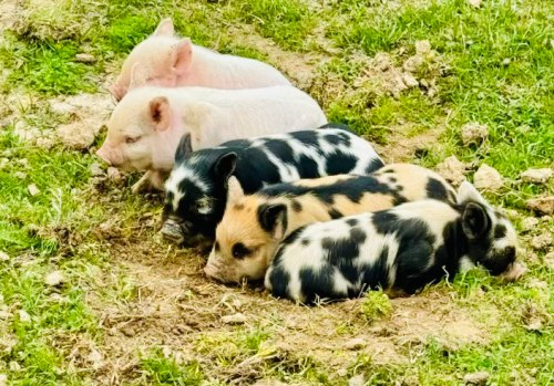Five piglets of various colors resting on the ground, surrounded by grass.