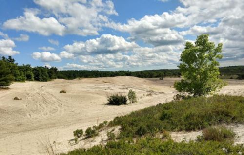 A sandy landscape with sparse vegetation, dotted with trees under a partly cloudy sky.