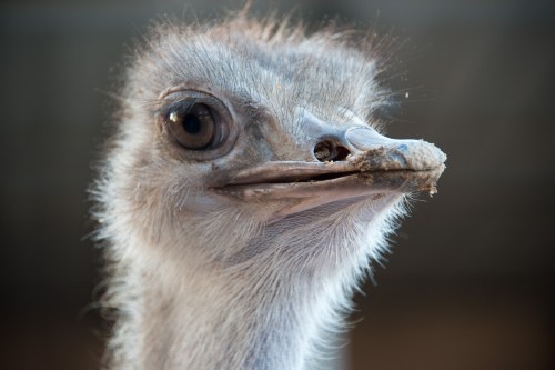 Close-up of an ostrich's head, showcasing its large eye and textured feathers against a blurred background.
