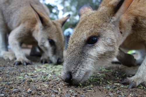 Two kangaroos foraging on the ground, with a blurred background of greenery and people.