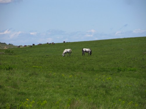 Two horses graze on a lush green field under a blue sky, with a herd of cattle in the background.