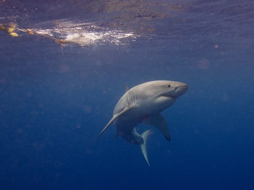 A shark swims gracefully underwater, with sunlight filtering through the surface above.