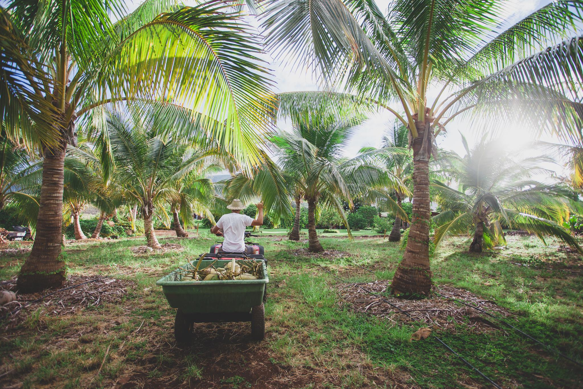 Hawaii’s Only Coconut Farm Is A Natural Oasis Just Begging To Be Visited