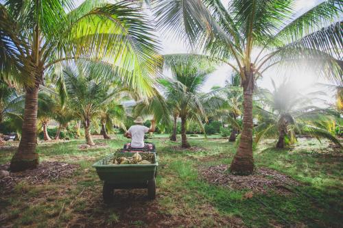 A person drives a cart through a lush palm tree grove under a bright sky.
