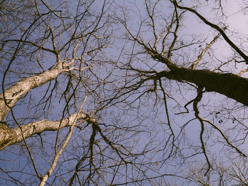 Bare tree branches stretch against a clear blue sky, creating a stark silhouette in winter.