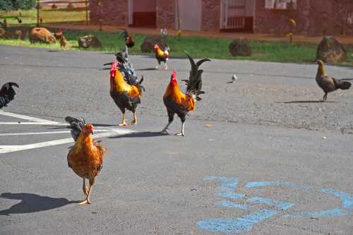 A group of colorful roosters and hens walking on a paved area, with rocks and grass in the background.