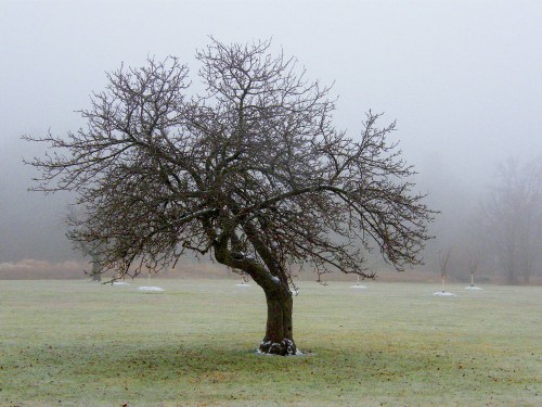 A solitary, leafless tree stands in a foggy field, surrounded by a misty landscape.