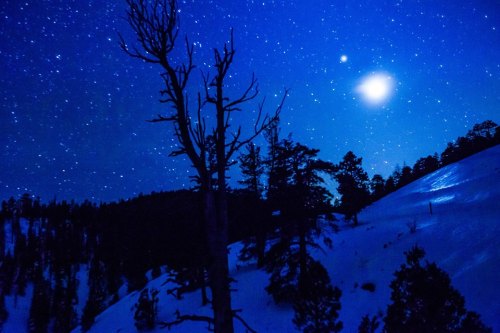 A starry night sky over a snowy landscape, with a bright celestial object and silhouetted trees.
