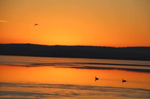 A serene sunset over a calm lake, with silhouettes of ducks swimming and a bird flying in the orange sky.