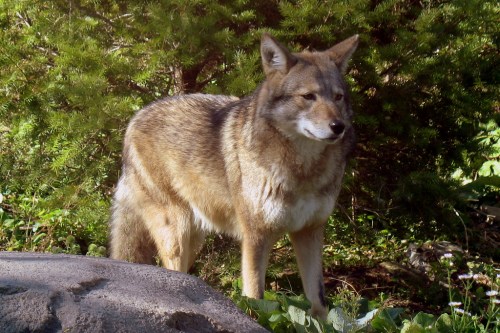 A coyote stands alert in a natural setting, surrounded by greenery and soft sunlight.