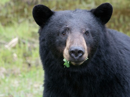 A close-up of a black bear with a few green leaves in its mouth, set against a blurred natural background.