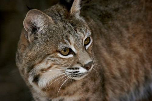 A close-up of a bobcat with distinctive fur patterns and striking yellow eyes, set against a blurred background.