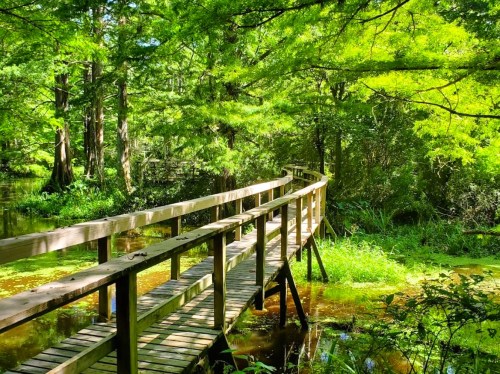 A wooden walkway winds through lush greenery and a tranquil, swampy area, surrounded by trees and water.