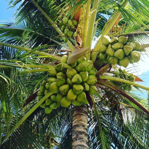 A close-up of a coconut palm tree with clusters of green coconuts against a bright blue sky.