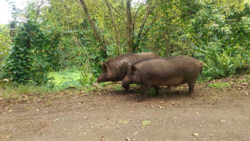 Two pigs foraging near a dirt path, surrounded by lush green foliage and trees.