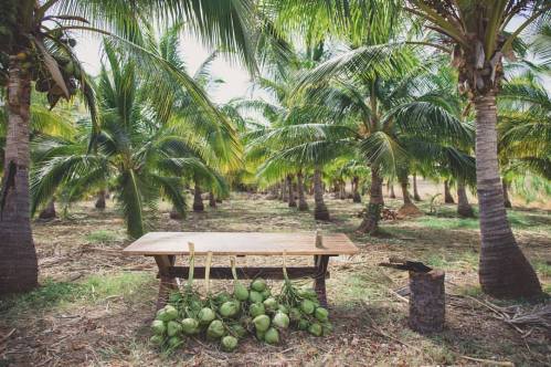 A wooden table in a palm tree grove, with fresh coconuts stacked beside it on the ground.