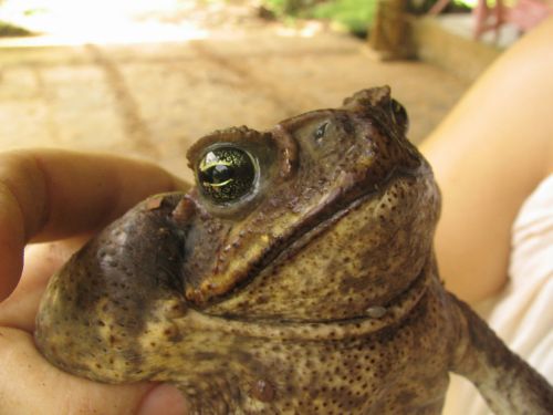A close-up of a large, textured frog being held, showcasing its prominent eyes and unique facial features.