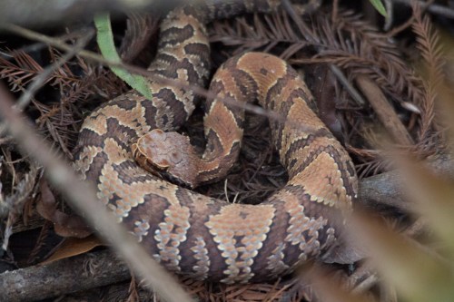 A coiled snake with a patterned brown and tan body resting among twigs and leaves in a natural setting.