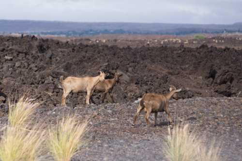 Three goats roam across a rocky, volcanic landscape with sparse grass and distant hills in the background.