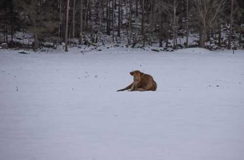 A brown cow resting on a snowy field, surrounded by trees in the background.