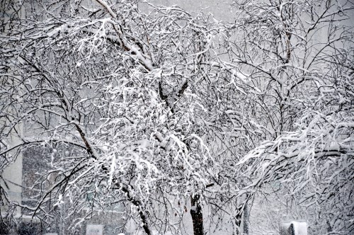 A snow-covered tree with bare branches, surrounded by a heavy snowfall, creating a wintery scene.