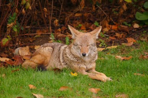 A coyote resting on green grass surrounded by fallen leaves and shrubs.