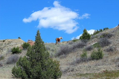 A lone horse stands on a grassy hillside under a blue sky with fluffy white clouds.