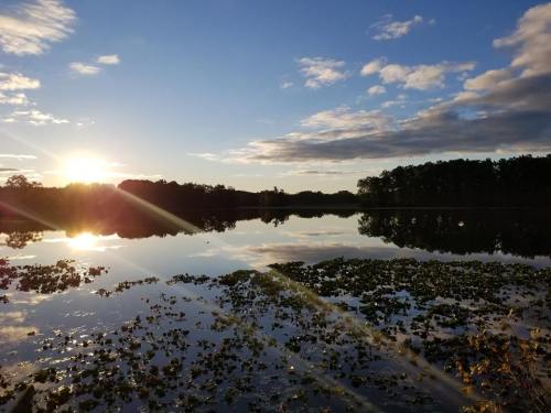 A serene lake at sunset, reflecting the sky and surrounded by lush greenery and water lilies.