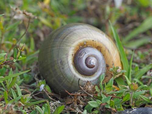 A close-up of a spiral shell resting on green grass, showcasing its smooth texture and natural colors.