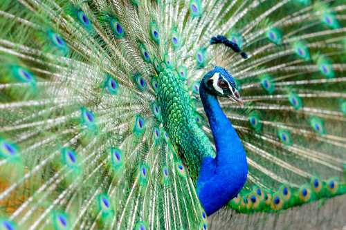 A vibrant peacock displaying its colorful, iridescent feathers in a stunning fan shape.