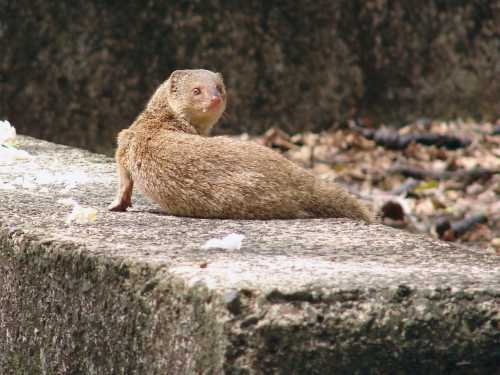 A small, brown mongoose with a slender body and curious expression, sitting on a stone surface.