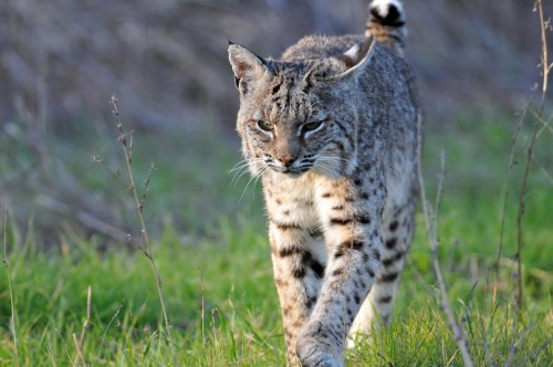 A bobcat walking through tall grass, showcasing its distinctive spotted fur and alert expression.
